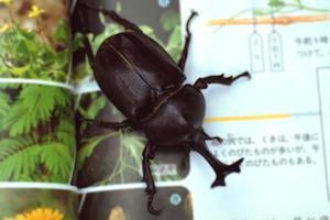 可愛いマンチカンを販売しているショップ