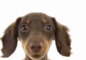 信頼できる動物病院で犬のワクチン