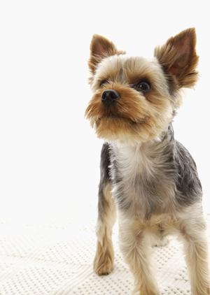 「秦野で信頼できる動物病院を見つけるための完全ガイド：健康管理と予防接種のポイント」