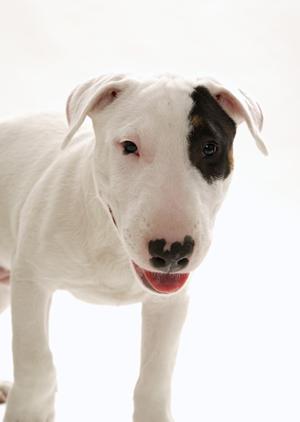 丁寧なペット火葬をしてくれると評判