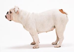 ペットの健康を守ることができる