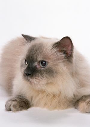 小型犬の健康長寿には無添加ドッグフード