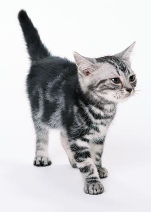 24時間対応可能な武蔵野市の動物病院