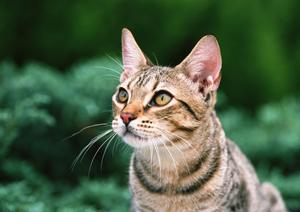 信頼と実績のWEBサイト｜アサンテのシロアリ駆除サービス