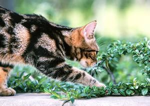 信頼と実績のアサンテ：土日祝日も対応可能なシロアリ駆除サービス