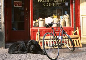 青山で楽しむ！ペット可の厳選レストランガイドとおすすめメニュー紹介